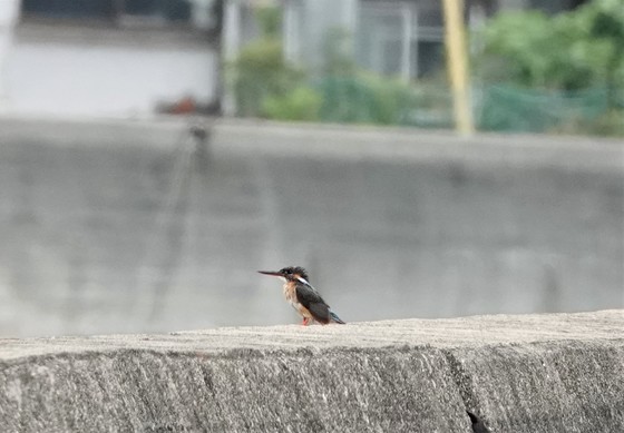 最後に現れたカワセミの幼鳥